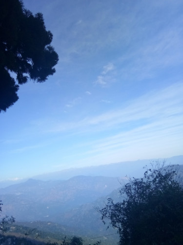 Darjeeling Singmari - View of the wonderful tree Darjeeling Singmari - View of the wonderful tree
