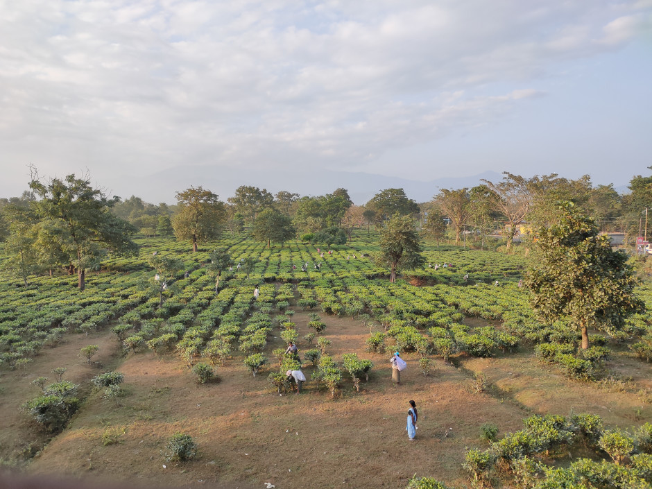 Siliguri - Dagapur Tea Estate Siliguri - Dagapur Tea Estate